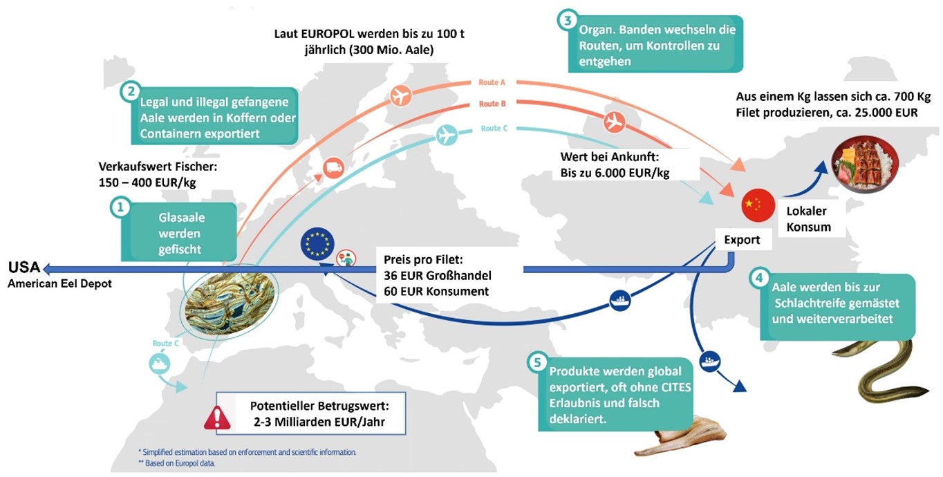 Originalabbildung von der Generaldirektion Gesundheit und Lebensmittelsicherheit (SANTE), Europäische Kommission, abgeändert durch den Deutschen Angelfischerverband e.V. (DAFV)