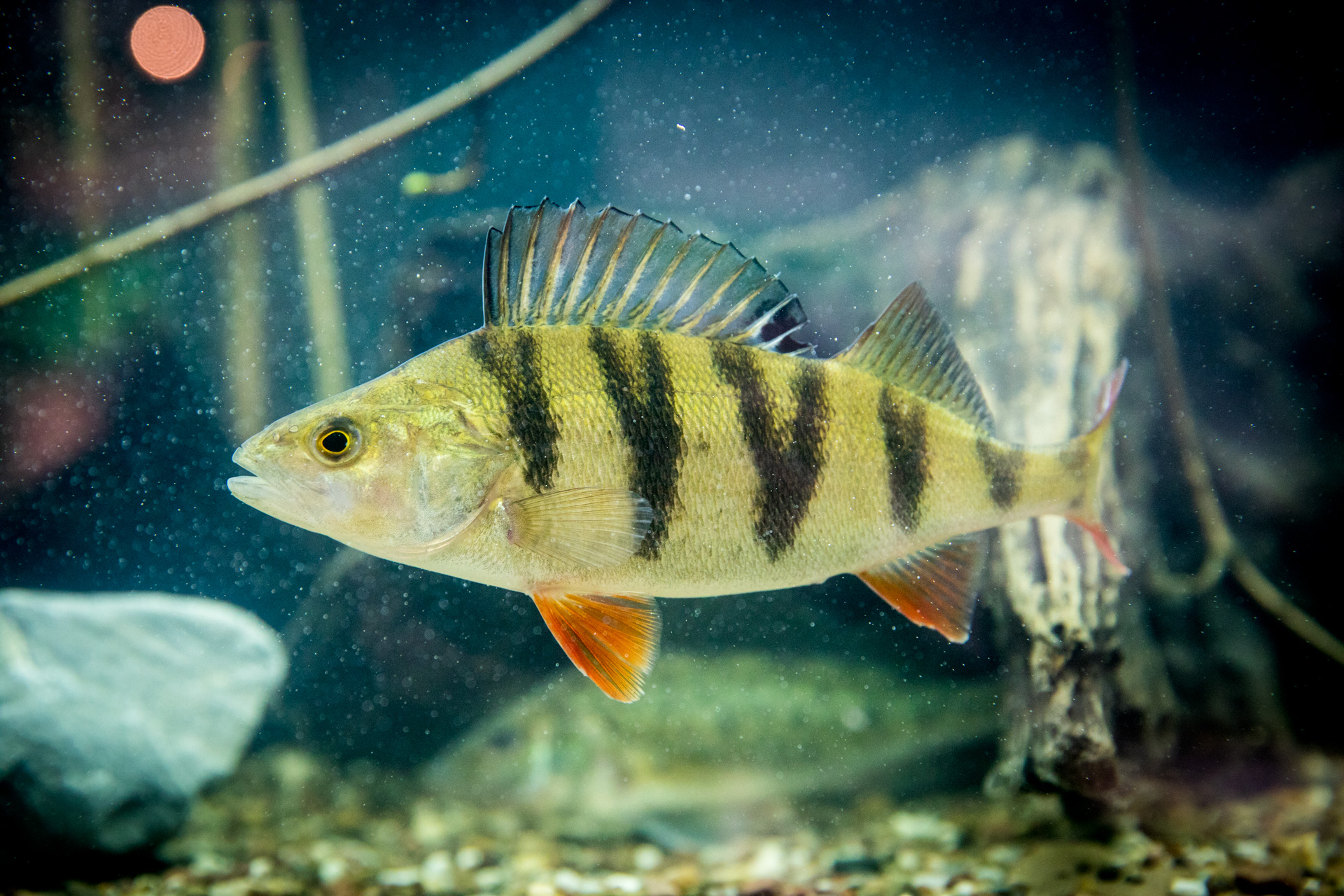 Praktiker-Tag Gesunder See – viele Fische von DAFV-Kooperationspartner AngelGewässer. Foto: DAFV, Olaf Lindner