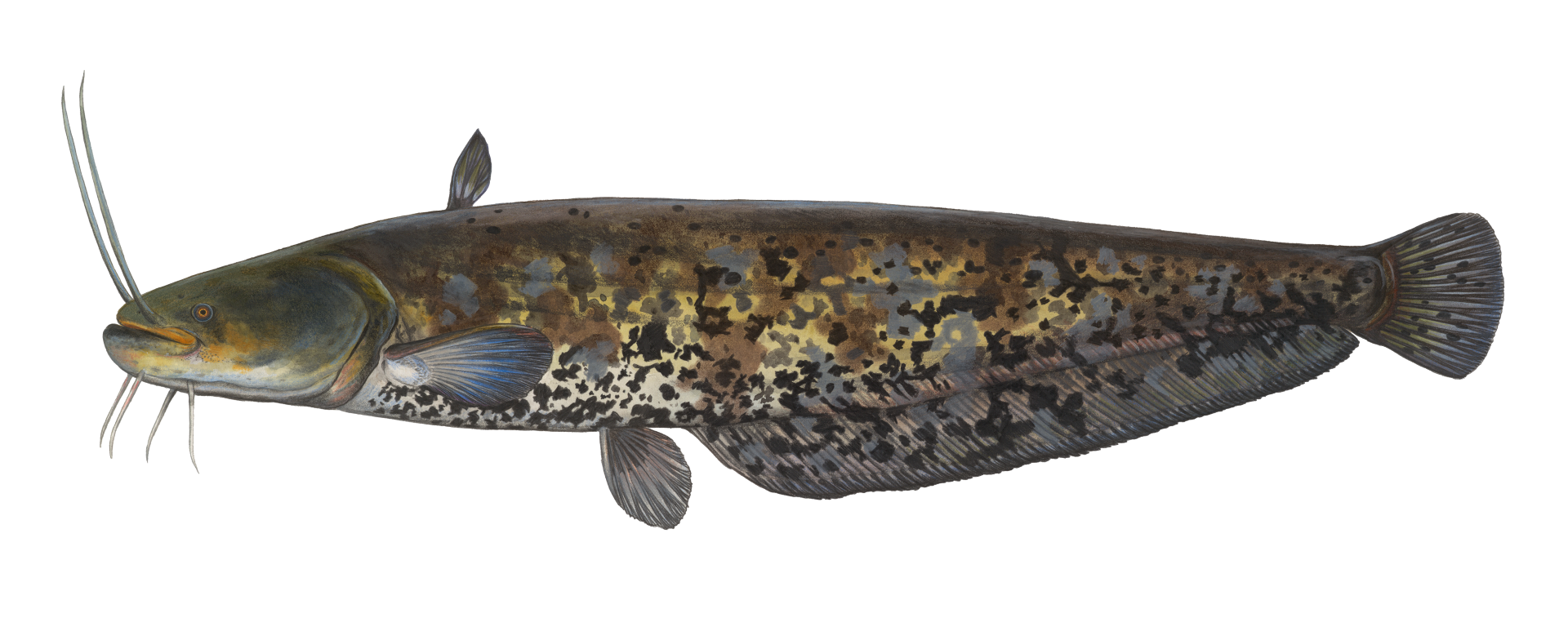 Europäischer Wels (Silurus glanis), Illustration: DAFV, Eric Otten