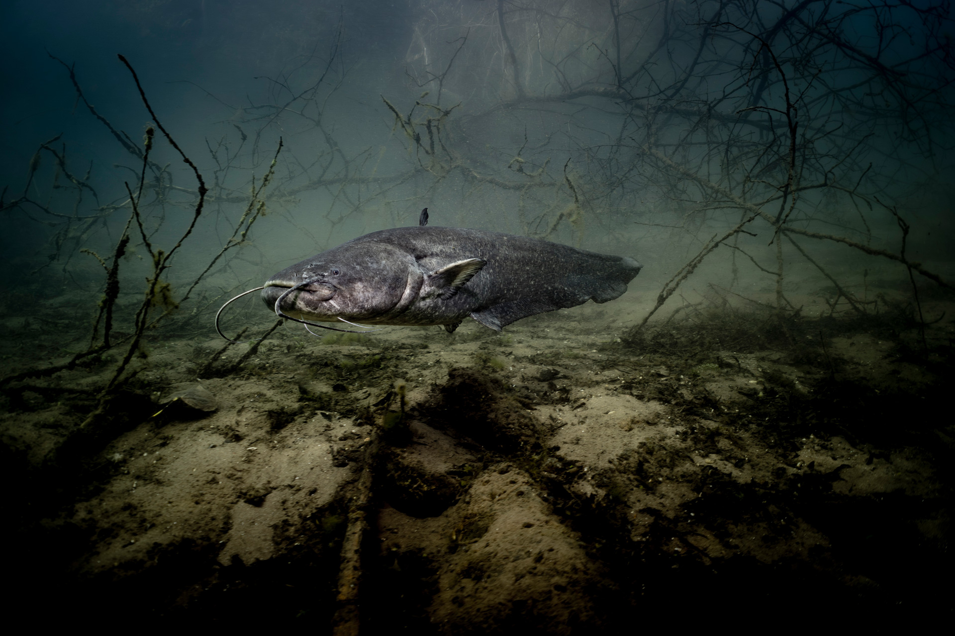 DAFV Europaischer Wels Silurus glanis Copyright Marcel Panne