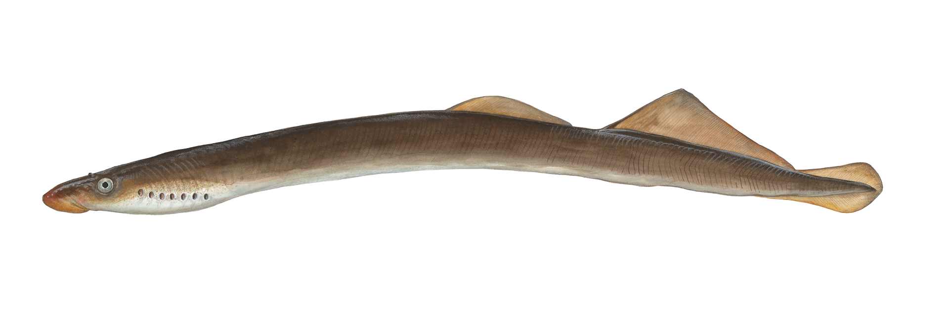 DAFV Flussneunauge Lampetra fluviatilis