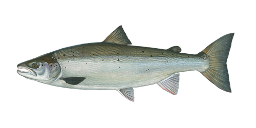 Atlantischer Lachs