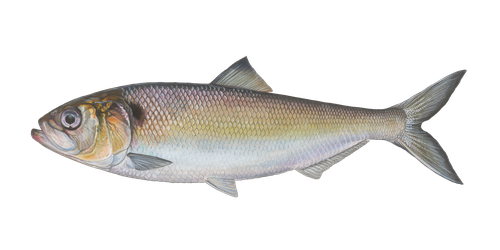 Maifisch