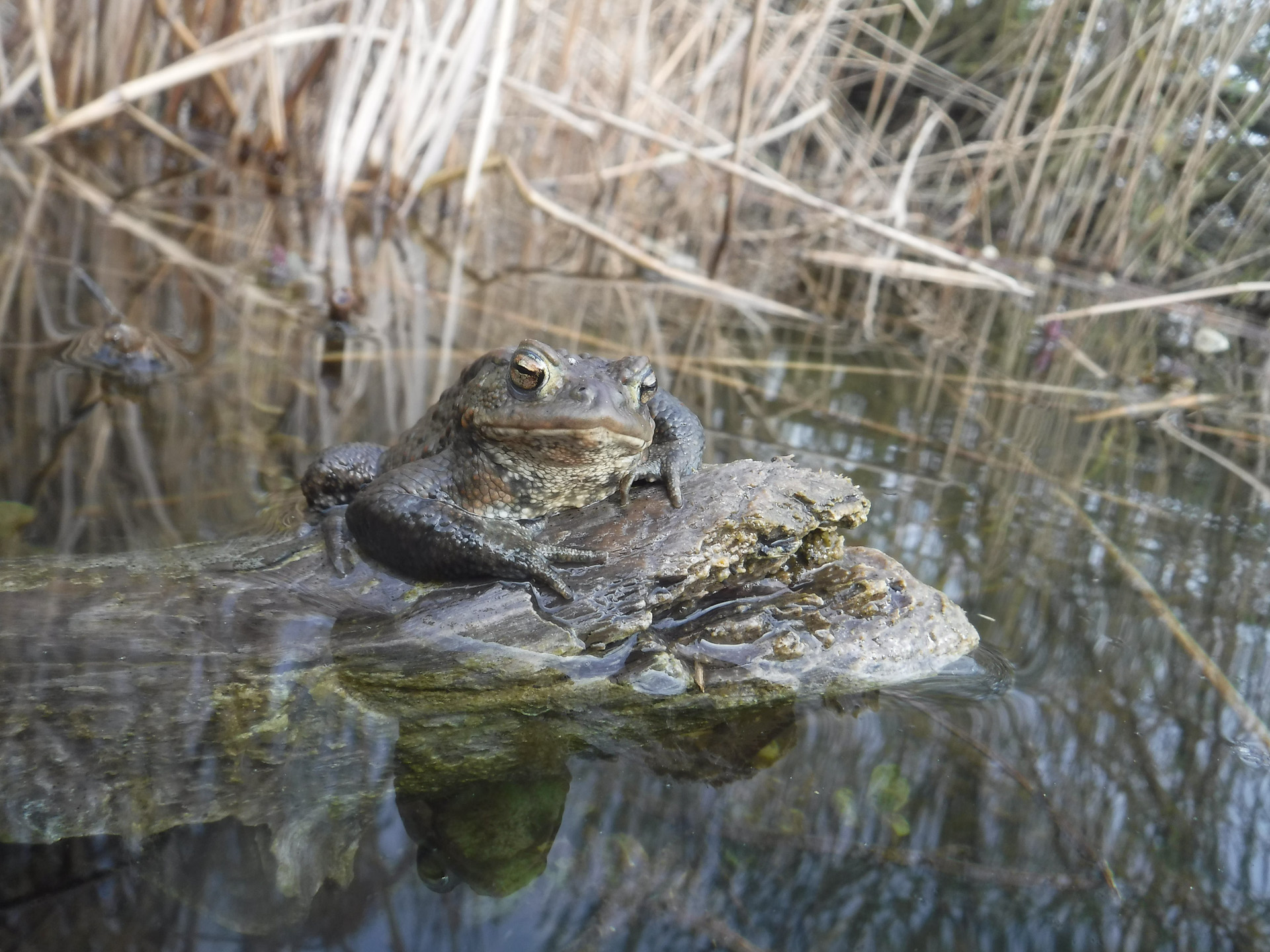 Erdkröte sitzt auf Totholz in der Flachwasserzone eines Baggersees zwischen Schilfhalmen