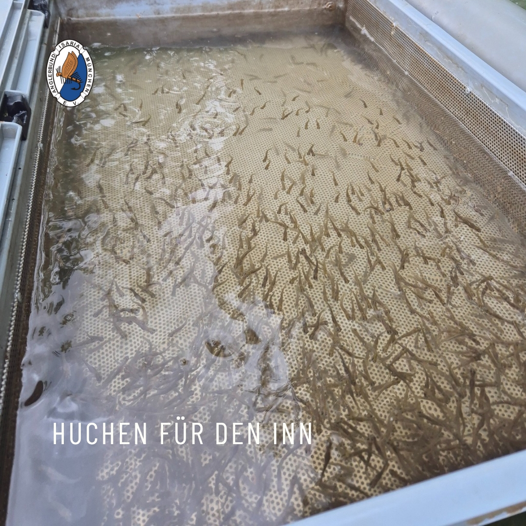 In eigens entwickelten Schwimmboxen wurden 15.000 Hucheneier erfolgreich aufgezogen – rund 90 % der Jungfische überlebten die kritische Entwicklungsphase, Foto: Anglerbund Isaria München e.V.