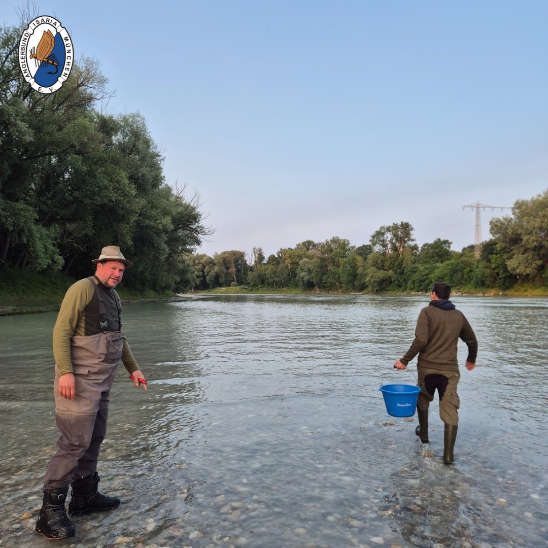 Nach erfolgreicher Aufzucht wurden junge Huchen an ausgewählten Stellen entlang des Inns besetzt, Foto: Anglerbund Isaria München e.V.