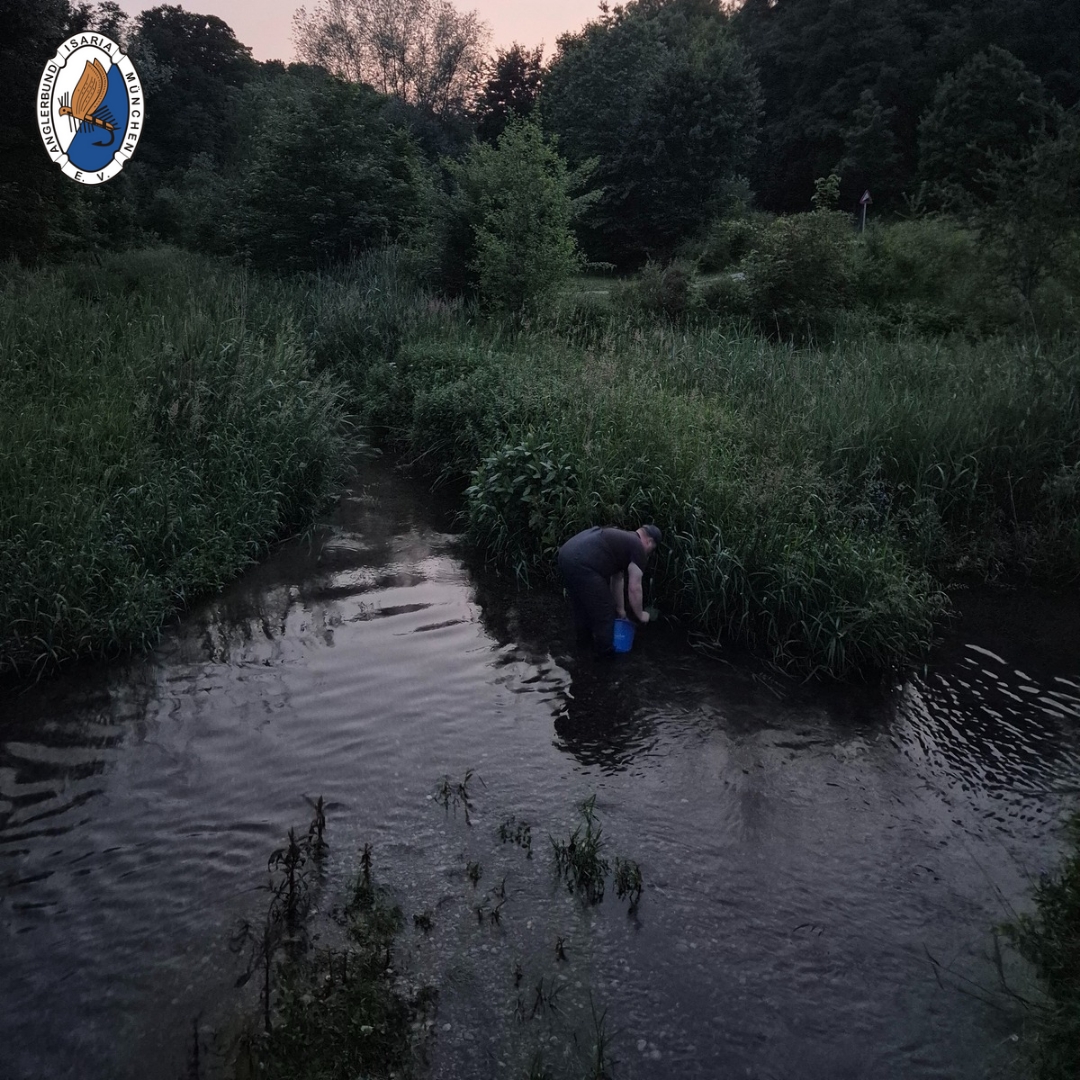 Der Anglerbund Isaria München e.V. wertet den Inn ökologisch auf, Foto: Anglerbund Isaria München e.V.