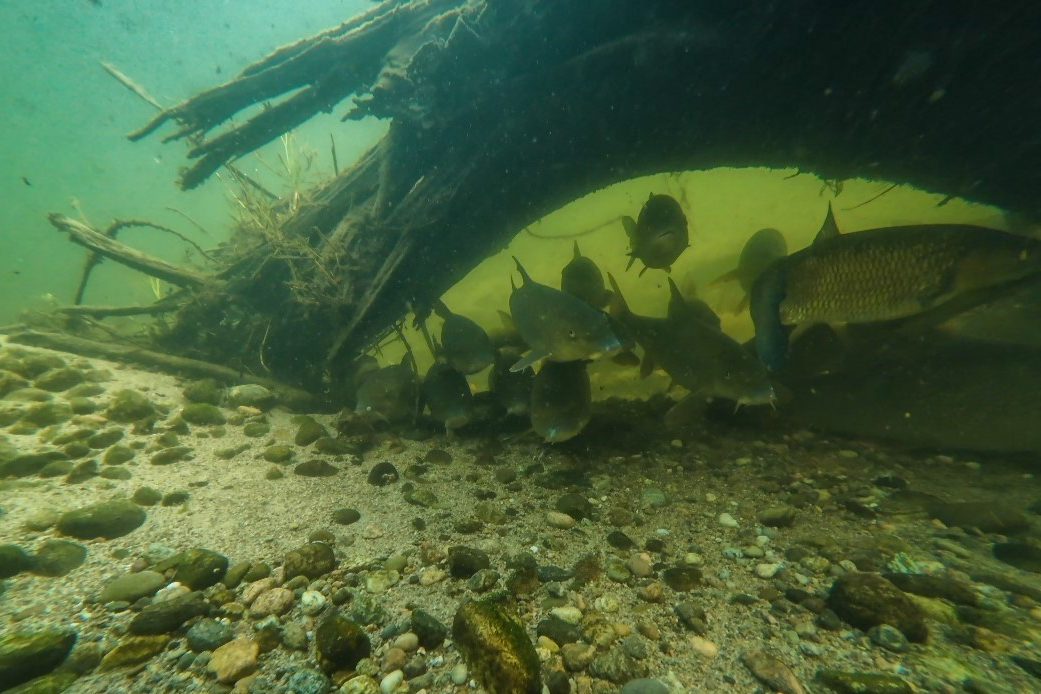 Fische nutzen strukturreiche Wurzelbereiche als Rückzugs‑ und Aufenthaltsraum – Ausdruck der verbesserten Bedingungen im Gewässer, Foto: IG Dreisam e.V.