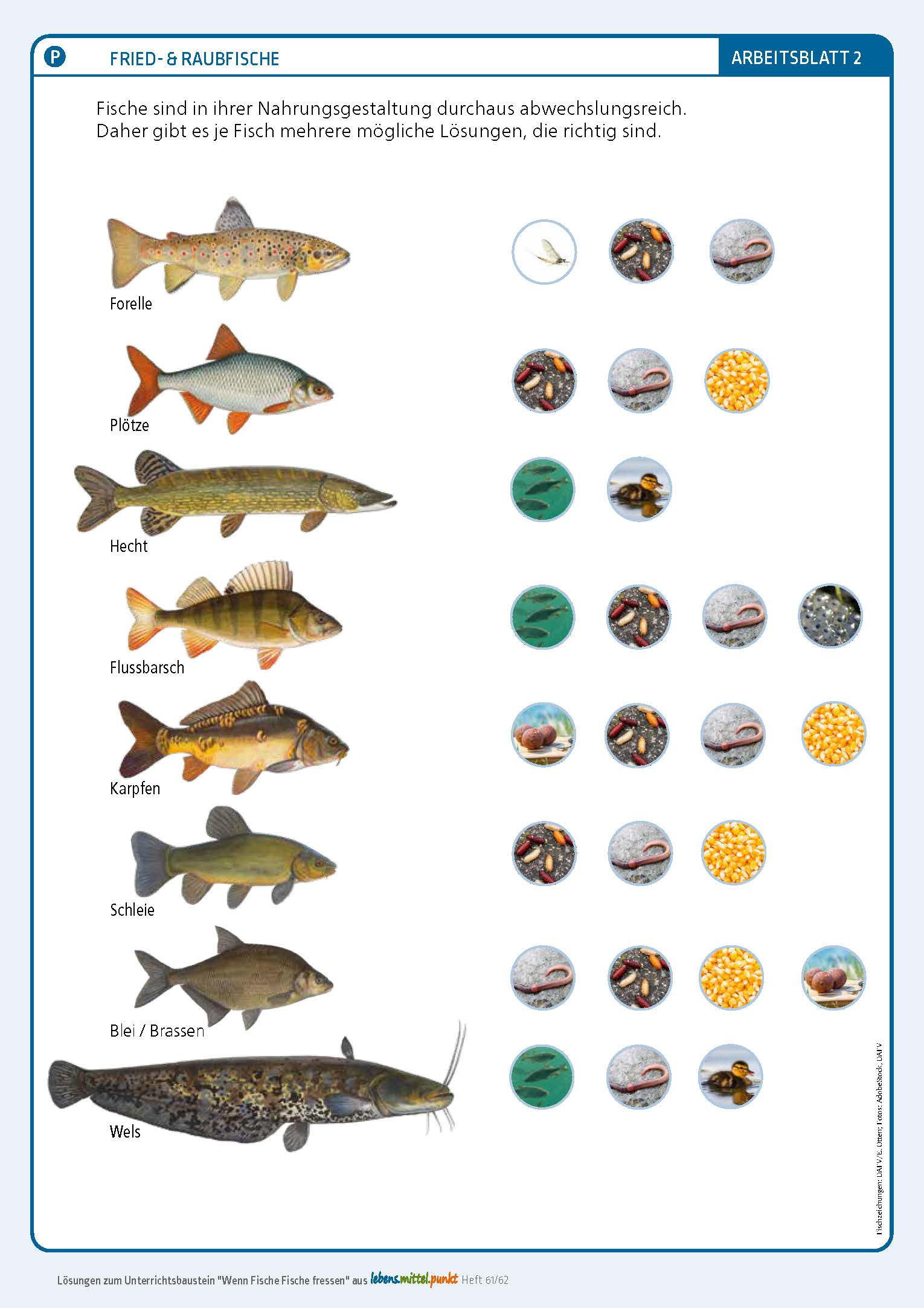 Lösungsblatt 2 - Lebens.Mittel.Punkt Heft 61/62