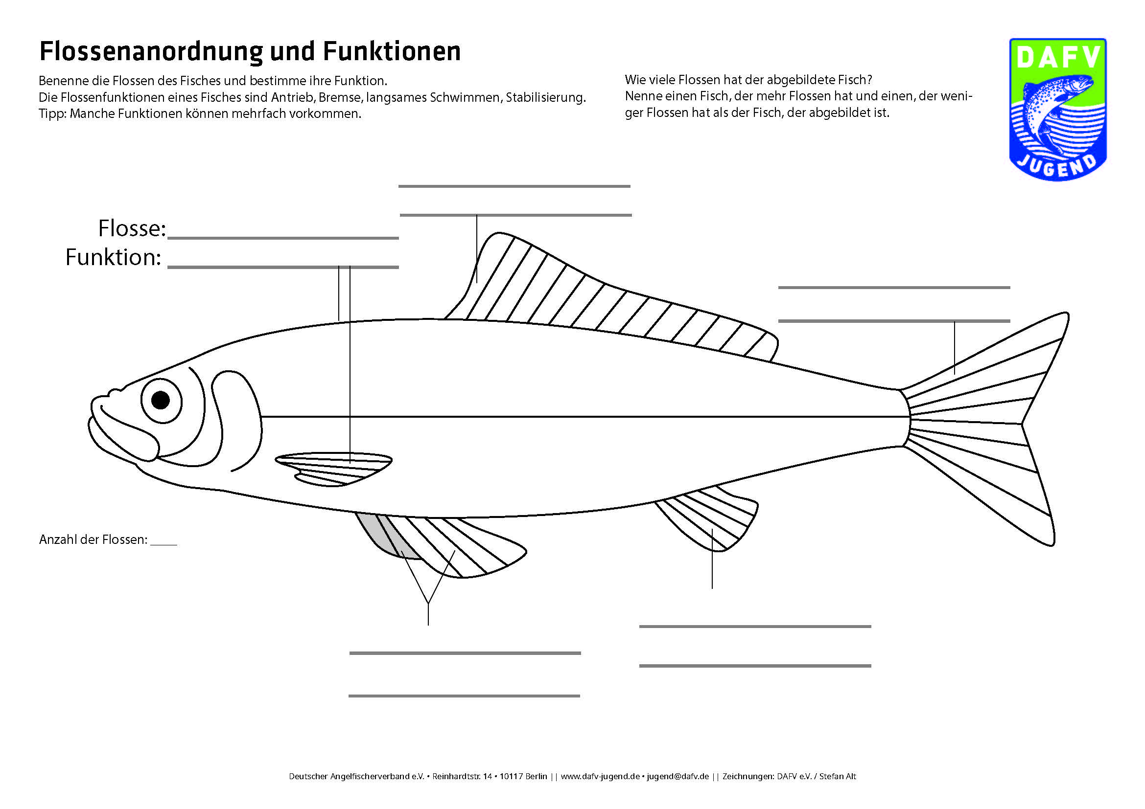 Arbeitsbogen 02 - Flossenanordung und Funktionen