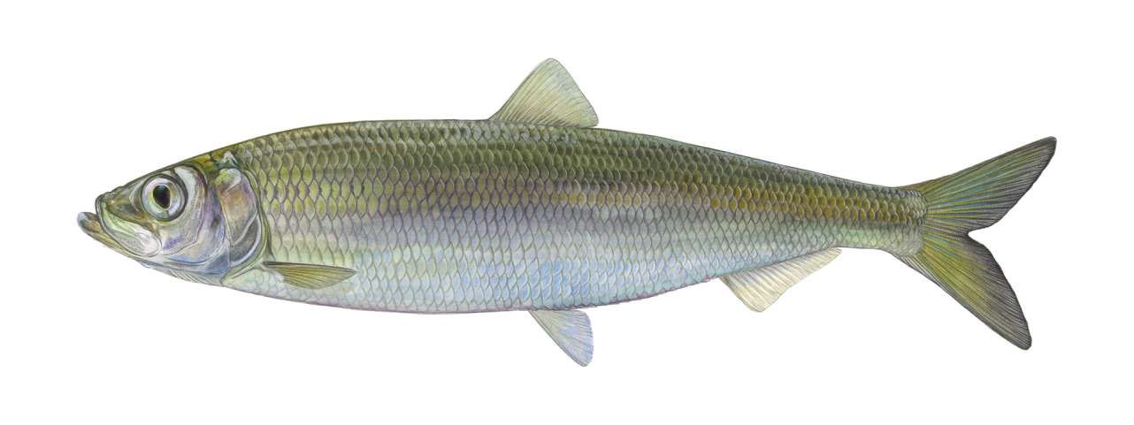 Fisch des Jahres 2021 - Der atlantische Hering (Clupea harengus) 