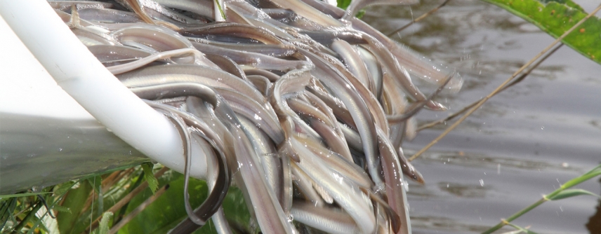 Angler in ganz Deutschland beteiligen sich ehernamtlich an den Beatzmaßnahmen im Rahmen der Aal-Managementpläne