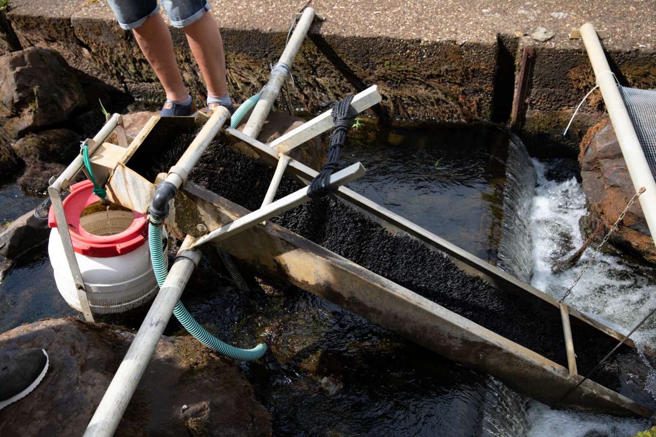 An deutschlands Küsten kommen nur noch wenig Glasaale auf natürlichem Weg an. An der Aalbrutfangstation vom LFV Weser-Ems wird das Glasaalvorkommen in der Weser wissenschaftlich untersucht.