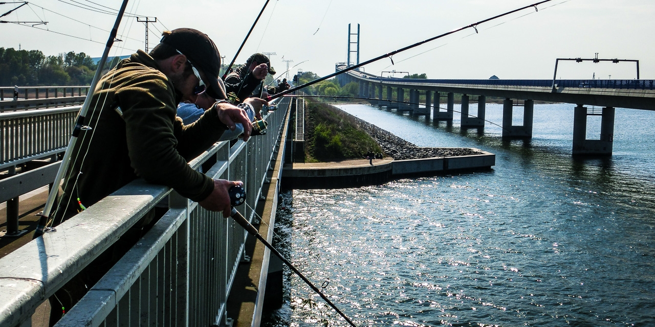 Angler fangen Heringe von der Rügendammbrücke im Strelasund.